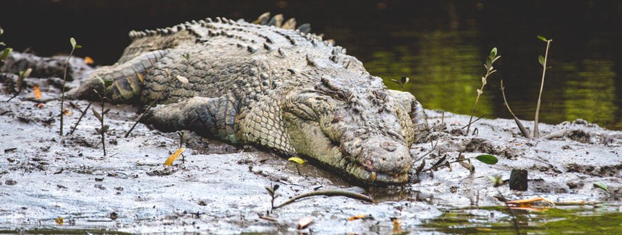 Crocodile on a Daintree riverbank